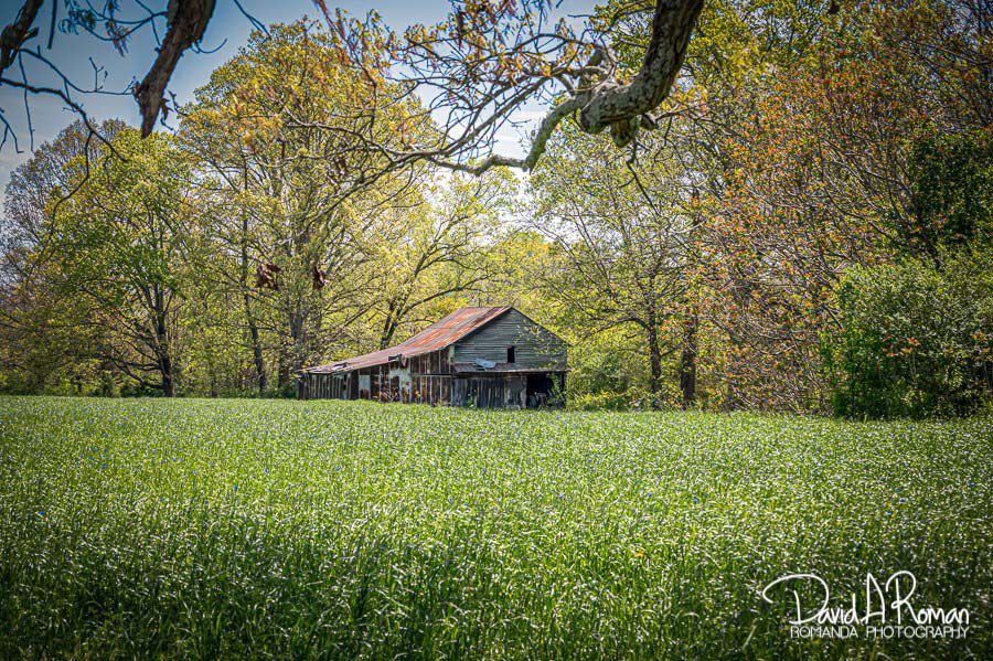 Spring on the farm